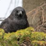 Courtesy Photo | <strong>Kerry Howard</strong>                                A content crow watches the world go by in Homer on May 9.