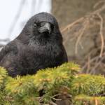 Sights, sounds and smells of spring