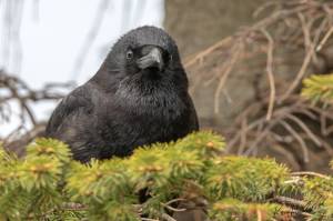 Sights, sounds and smells of spring