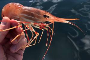 Don’t be afraid to fail, especially at shrimping