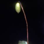 Putting down roots: The evolution of moss and maple trees