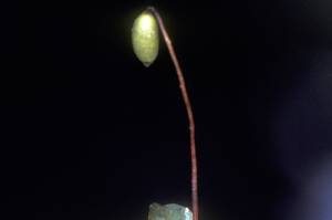 Putting down roots: The evolution of moss and maple trees