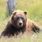 A brown bear in Alaska. This is not the bear involved in the encounter described in this article. (Unsplash)