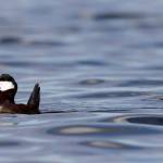 These ducks are among many moving northward