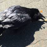 Raven with dart in head euthanized