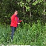Planet Alaska host Vivian Mork Yéilk, showing the height of fireweed growth in May 2018 in Sitka. (Courtesy Photo | Vivian Mork Yéilk)