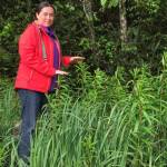 Planet Alaska host Vivian Mork Yéilk, showing the height of fireweed growth in May 2018 in Sitka. (Courtesy Photo | Vivian Mork Yéilk)