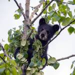 A black bear cub enjoys seed pods in a cottonwood tree at the Mendenhall Glacier on June 10, 2019. (Courtesy photo | Janice Gorle)