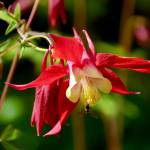 Columbine and bee at Lucky Me, Douglas, June 5, 2019. (Courtesy photo | Janine Reep)