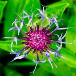 Bachelor button in my garden May 30, 2019. (Courtesy photo | Janine Reep)