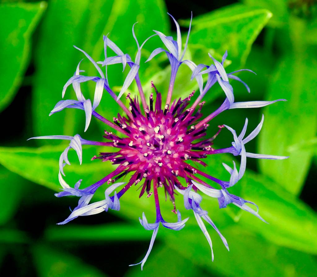 Bachelor button in my garden May 30, 2019. (Courtesy photo | Janine Reep)