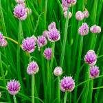 Chives in the garden, June 5, 2019. (Courtesy photo | Janine Reep)