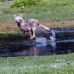 A coyote is seen near Excursion Inlet on June 8, 2019. The eye trauma may have been the result of a tangle with a porcupine, the photographer guessed. (Courtesy Photo | Jack Beedle)