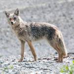 A coyote is seen on a beach near Excursion Inlet on June 8, 2019. The eye trauma may have been the result of a tangle with a porcupine, the photographer guessed. (Courtesy Photo | Jack Beedle)