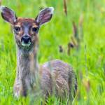 Courtesy Photo | <strong>Betsy Fischer</strong>                                A deer stares straight at the camera in this photograph taken June 3.