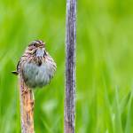 Courtesy Photo | <strong>Betsy Fischer</strong>                                A Lincolns Sparrow perches on a branch in a meadow on June 3.