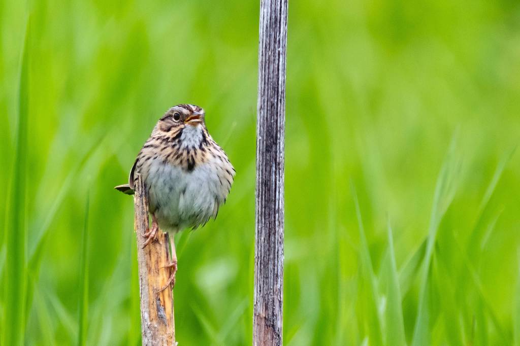Courtesy Photo | <strong>Betsy Fischer</strong>                                A Lincolns Sparrow perches on a branch in a meadow on June 3.