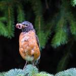 An adult American Robin brings food to young robins in the nest, May 3, 2019. (Courtesy Photo | Betsy Fischer)
