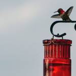 A hummingbird reacts to a wasp near its feeder on Tuesday, June 18, 2019. (Courtesy Photo | Scott Spickler)