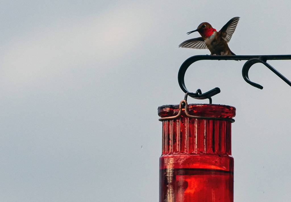 A hummingbird reacts to a wasp near its feeder on Tuesday, June 18, 2019. (Courtesy Photo | Scott Spickler)