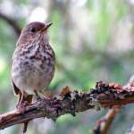 A hermit thrush hangs around Dredge Lakes in June. (Courtesy Photo | Linda Shaw)