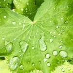 Ladys Mantle collects raindrops by Mile 2 of Glacier Highway on June 19, 2019. (Courtesy Photo | Denise Carroll)