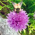A busy bee visits a flowering chive plant in a Glacier Highway garden on June 19, 2019. (Courtesy Photo | Denise Carroll)