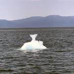 A fish tail iceberg floats in Holkham Bay on May 27, 2019. (Courtesy Photo | Kim Garnero)