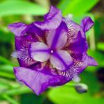 Looking down on an iris in my garden, June 5, 2019. (Courtesy photo | Janine Reep)