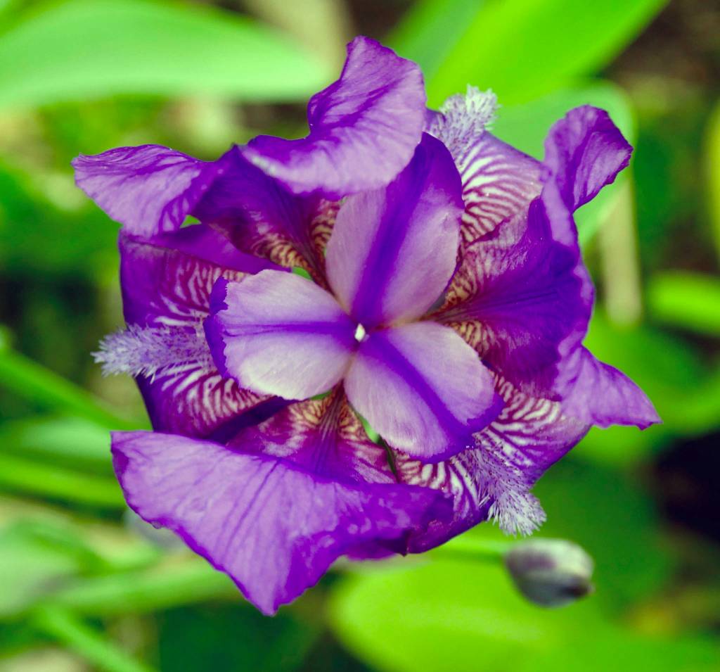 Looking down on an iris in my garden, June 5, 2019. (Courtesy photo | Janine Reep)