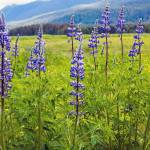 Arctic Lupine blooms in Cowee Meadow, June 8, 2019. (Courtesy photo | Betsy Fischer)