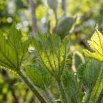 Sunshine illuminates the leaves and thorns of Devils Club on May 27, 2019. (Courtesy Photo | Kerry Howard)