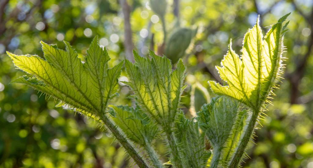 Sunshine illuminates the leaves and thorns of Devils Club on May 27, 2019. (Courtesy Photo | Kerry Howard)