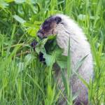 Courtesy Photo | <strong>Kerry Howard</strong>                                A hoary marmot eats his daily share of greens, out the road on May 30.