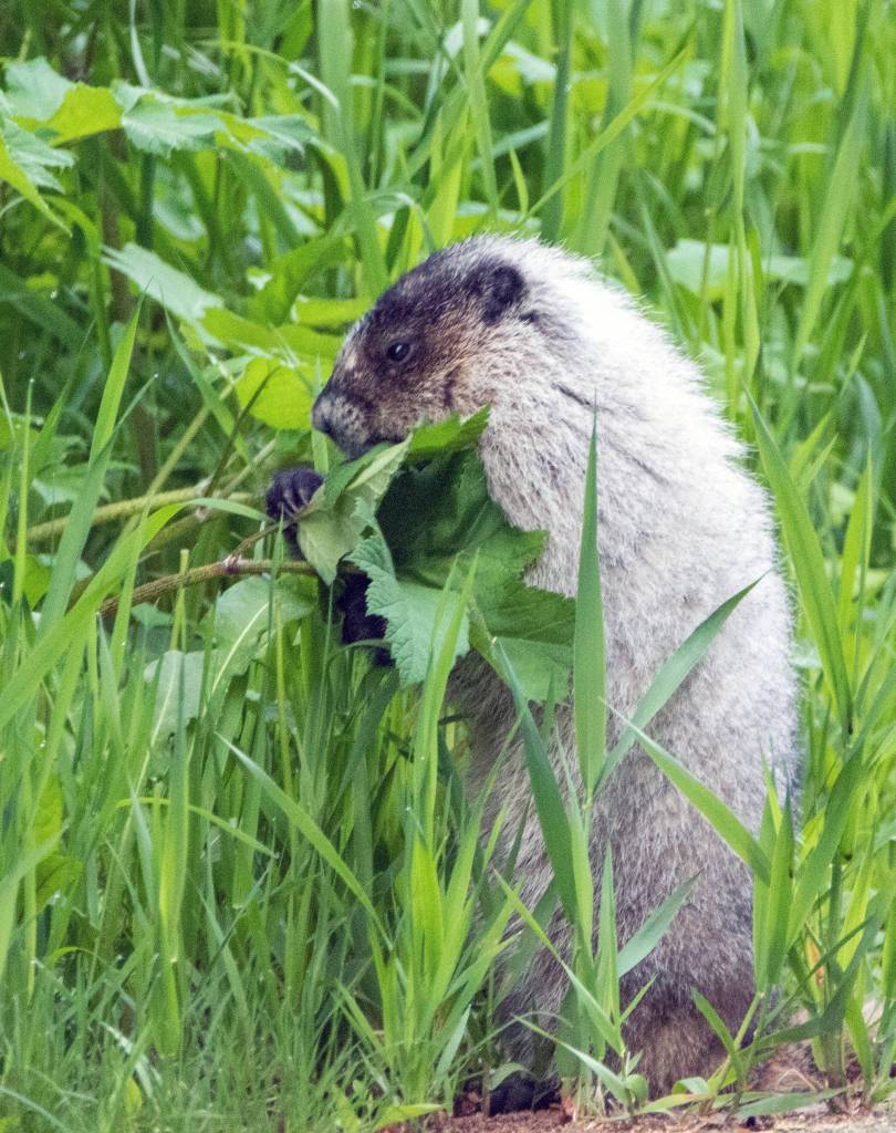 Courtesy Photo | <strong>Kerry Howard</strong>                                A hoary marmot eats his daily share of greens, out the road on May 30.