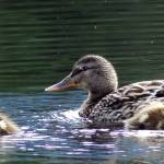 A mother mallard and ducklings swim in Dredge Lakes in June. (Courtesy Photo | Linda Shaw)