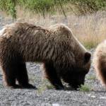Courtesy Photo | <strong>Denise Carroll</strong>                                A grizzly sow and her cubs lunch on new spring greens May 30, on the Alaska Highway.