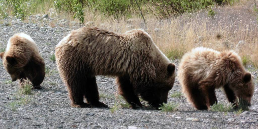 Courtesy Photo | <strong>Denise Carroll</strong>                                A grizzly sow and her cubs lunch on new spring greens May 30, on the Alaska Highway.