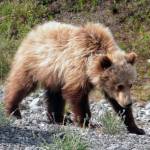 Courtesy Photo | <strong>Denise Carroll </strong>                                A hungry grizzly bear cub munches on dandelion greens along the Alaska Highway on May 30.