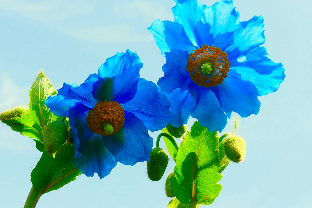 Himalayan poppies in my Douglas garden May 30, 2019. (Courtesy photo | Janine Reep)
