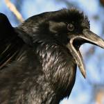 Courtesy Photo | <strong>Linda Shaw</strong>                                A raven calls out near Skaters Cabin in May.