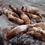 Courtesy Photo | <strong>Linda Shaw</strong>                                 Sea lions squabble on Benjamin Island in May.