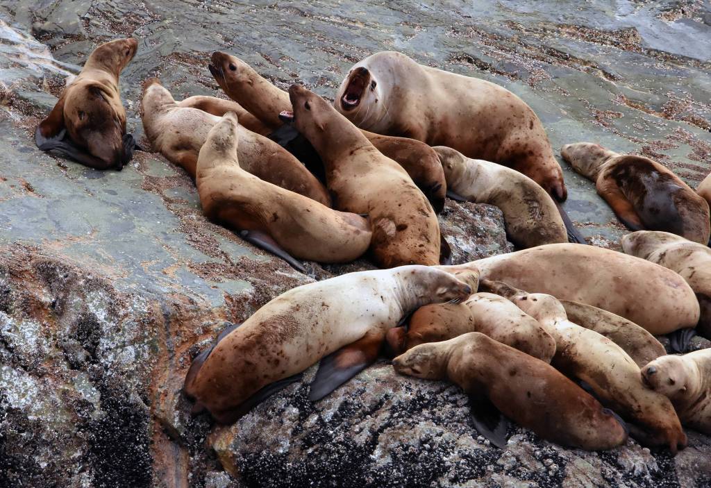 Courtesy Photo | <strong>Linda Shaw</strong>                                 Sea lions squabble on Benjamin Island in May.