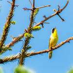 A Common Yellowthroat sings a song in Community Gardens, June 7, 2019. (Courtesy Photo | Betsy Fischer)