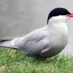 An arctic tern sits in the grass along the Tony Knowles trail in Anchorage in May. (Courtesy photo | Linda Shaw)