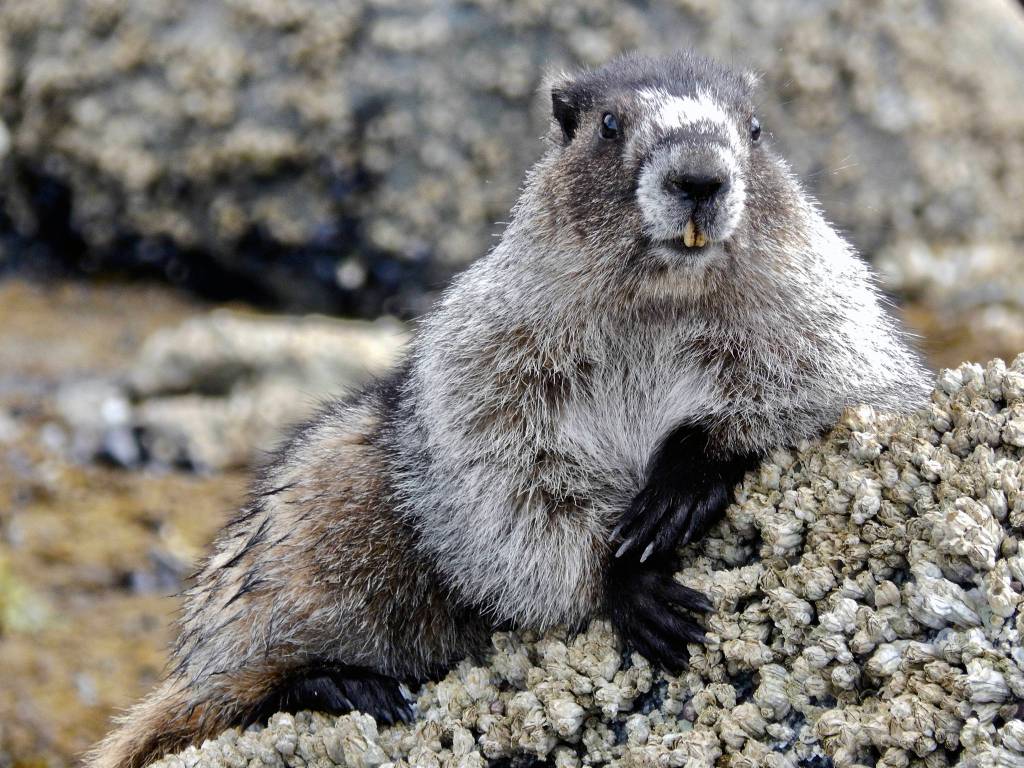 A marmot lounges on top of a rock around False Outer Point, May 28, 2019. (Courtesy photo | Jenae Kesey)