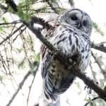 A barred owl sits in a tree in the daylight at Dredge Lakes on June 14. (Courtesy Photo | Betsy Fischer)
