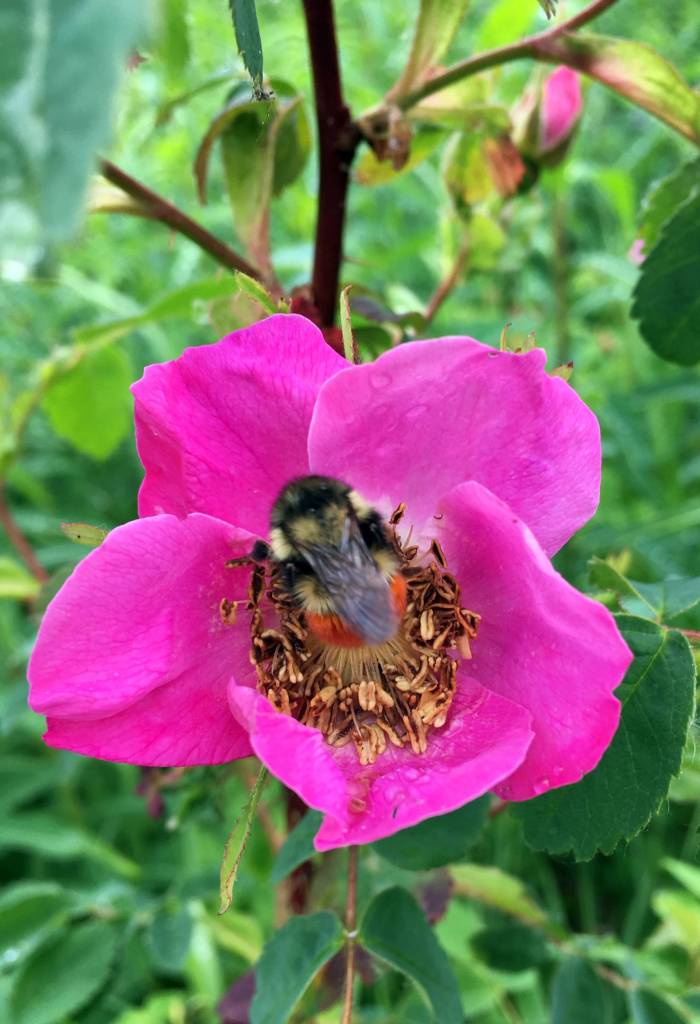 Le bee en rose! (Courtesy photo | Deborah Rudis)