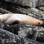 A sea lions sleeps on Benjamin Island in May. (Courtesy Photo | Linda Shaw)