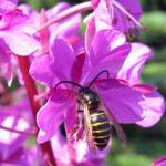 A wasp drinks from fireweek in the parking lot of Amalga Harbor, July 2018. (Courtesy Photo | Steve Hamilton)